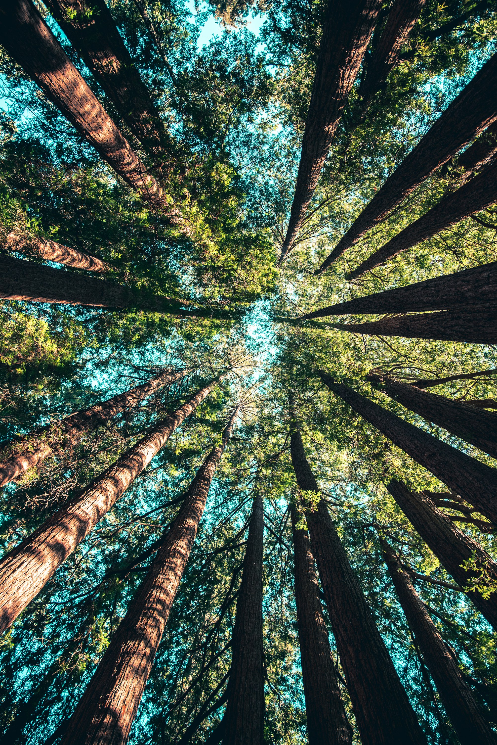 Bomen