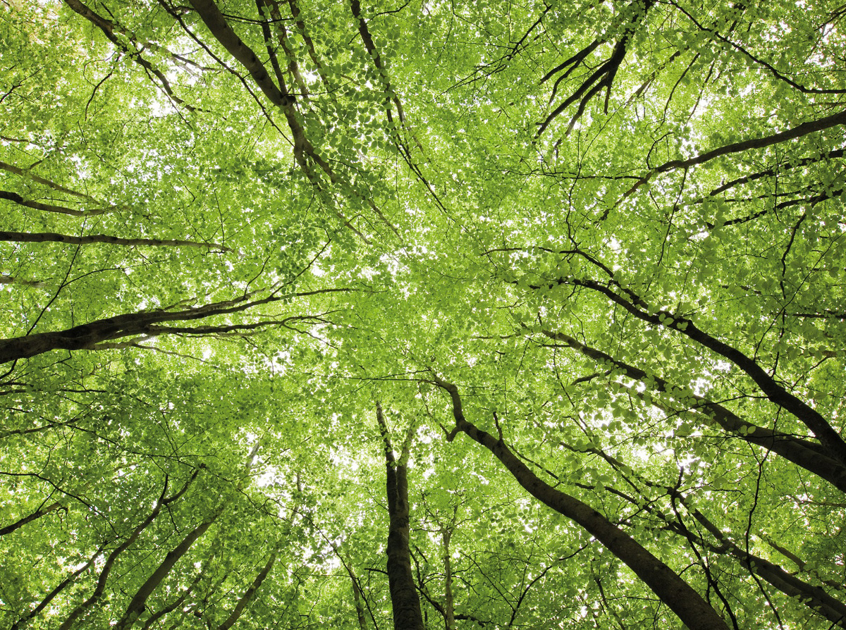 Bomen